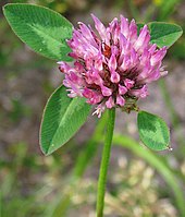 Inflorescência de Trifolium pratense.