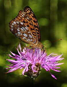 Argynnis adippe (High Brown Fritillary)