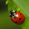 العربية: دعسوقة الرقاط السبع Latina: Coccinella septempunctata English: Seven-spot ladybird Español: Mariquita de siete puntos Català: Marieta de set punts