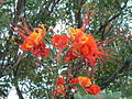 Stolz von Barbados (Caesalpinia pulcherrima)