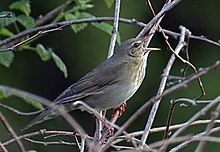 Upes ķauķis (Locustella fluviatilis)