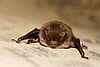 Myotis daubentoni