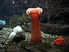 Giant plumose anemone