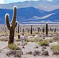 Parque Nacional Los Cardones, Argentina