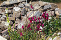 Antirrhinum majus