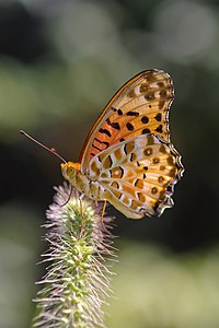 Argynnis hyperbius (Indian Fritillary)