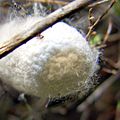 Silk cocoon