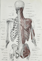 Faserverlauf des Gluteus medius. Der Tractus illiotibialis ist zum Teil reseziert.