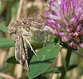 Silver Y (Autographa gamma) Gammaeule