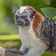 Geoffroy's tamarin (Saguinus geoffroyi) 2