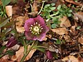 * Nomination Lenteroos (Helleborus orientalis).--Famberhorst 08:02, 18 March 2013 (UTC) * Promotion Good quality imo. --JLPC 18:11, 18 March 2013 (UTC)