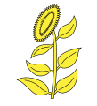 Tournesol extrait du blason.