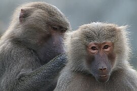 Hamadryas baboons (Papio hamadryas) socially grooming.