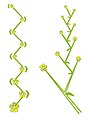 Esquema de uma cimeira helicoidal (esquerda) e de uma cimeira escorpioide ou circinada (direita).