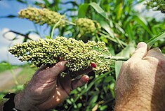 Parastais sorgo (Sorghum bicolor)