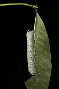 Xylophanes crotonis caterpillar