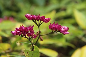 One of the many flowering plants at the park.