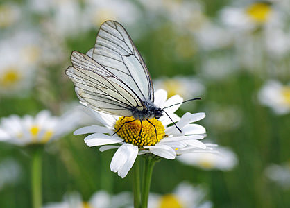 Aporia crataegi (Black-veined White)