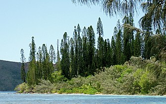 Araucaria columnaris habitat