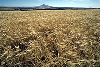 Siwara (Hordeum vulgare)