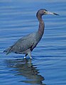 Blaureiher (Egretta caerulea)