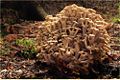 Eichhase (Polyporus umbellatus)