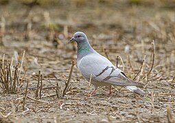 Columba rupestris