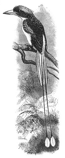 Illustration by T. W. Wood of a bird, the racquet-tailed kingfisher, for Wallace's Malay Archipelago