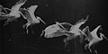 Image 45Flying pelican captured by Marey around 1882. He created a method of recording several phases of movement superimposed into one photograph (from History of film technology)