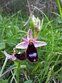 Ophrys bertolonii.