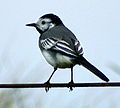 Italiano: Ballerina bianca Motacilla alba