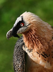 Kara kuş (Gypaetus barbatus), atmacagiller (Accipitridae) familyasından Gypaetus cinsine ait olan tek tür. Sakallı akbaba olarak da bilinir. Diğer çoğu akbabadan farklı olarak, kara kuşlar kel değildir. Yetişkinleri, kabarık baş ve boyunludur. Başta, türe "sakallı" adını veren siyah bir bıyık bulunur. (Alpenzoo, Avusturya, 2007)(Üreten:Richard Bartz)