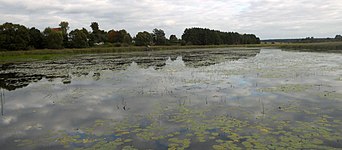 Ставок на річці Гнилий Ріг, яка впадає у водосховище ХАЕС