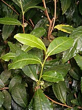 Young Leaves ready for Harvest