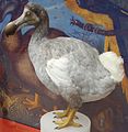 Dodo Raphus cucullatus