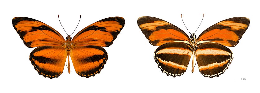 ♂ Dryadula phaetusa (Banded Orange Heliconian)