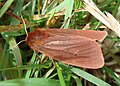 Ordnung:Schmetterlinge Familie:Bärenspinner Art:Phragmatobia fuliginosa Geschlecht:Fehlt noch