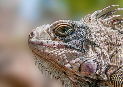 Iguana iguana (Green Iguana)