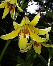 Crin caucazian (Lilium monadelphum)