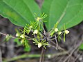 Clematis laurifolia（シノニムNaravelia laurifolia）の花