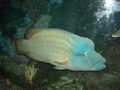 Humphead wrasse