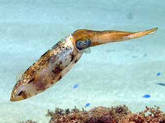 Un calmar de récif des Caraïbes (Sepioteuthis sepioidea) dans les récifs coralliens de Haïti. (définition réelle 3 200 × 2 400)