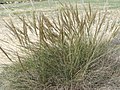 Stipa tenacissima, espart