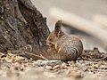 2010年1月17日 (日) 04:53時点における版のサムネイル