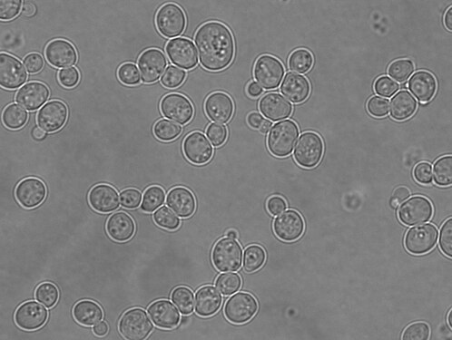 Baker's yeast under microscope