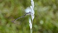 * Nomination Weidenjungfer, Weibchen (female) - Chalcolestes viridis oder Lestes viridis. --Hockei 22:36, 23 March 2013 (UTC) * Promotion Good quality. A crop could be better IMO. --JDP90 18:02, 24 March 2013 (UTC) Thank you. I was not sure what better is. Crop or not. So I left it as it is. Hockei 19:05, 24 March 2013 (UTC)