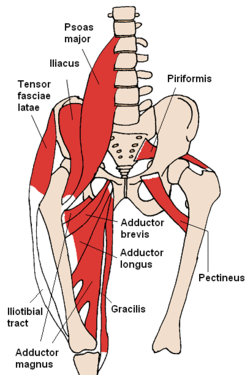 Musculus psoas major