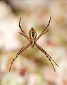 Image 45Banded garden spider