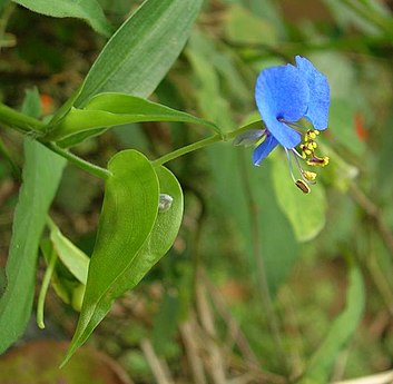 Hojas y flor de Commelina. El tercer pétalo es pequeño e inconspicuo.