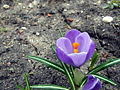 Crocus